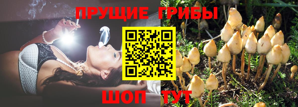 Галлюциногенные грибы Psilocybe Южноуральск